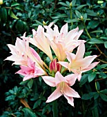 X AMARCRINUM MEMORIA CORSII, (SYN. X AMARCRINUM MEMORIA CORSII HOWARDII), (CRINODONNA LILY)