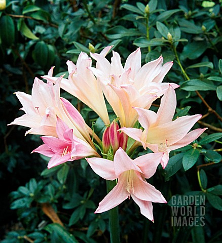 X_AMARCRINUM_MEMORIA_CORSII_SYN_X_AMARCRINUM_MEMORIA_CORSII_HOWARDII_CRINODONNA_LILY