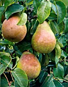 PYRUS COMMUNIS DOYENNE DU COMICE, (PEAR DOYENNE DU COMICE). (AGM)