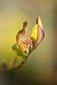 EMERGING CORNUS FLOWER