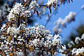 AMELANCHIER LAMARCKII