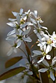 AMELANCHIER LAMARCKII