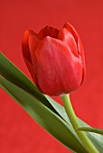 RED TULIPS