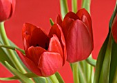 RED TULIPS