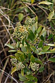 SANTALUM PANICULATUM