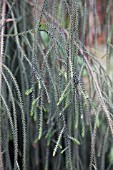 DACRYDIUM CUPRESSINUM