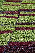 LETTUCE (LACTUCA SATIVA) SEEDLINGS