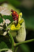 HIBISCADELPHUS HUALALAIENSIS