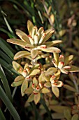 KALANCHOE TOMENTOSA CHOCOLATE SOLDIER