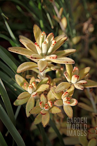 KALANCHOE_TOMENTOSA_CHOCOLATE_SOLDIER