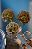 SCABIOSA STELLATA