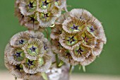 SCABIOSA STELLATA