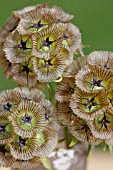 SCABIOSA STELLATA