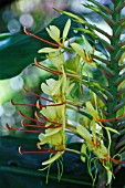 HEDYCHIUM GARDNERIANUM