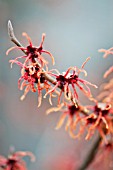 HAMAMELIS X INTERMEDIA FIRECRACKER