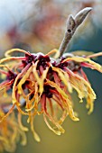 HAMAMELIS X INTERMEDIA JELENA