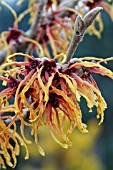 HAMAMELIS X INTERMEDIA JELENA