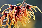 HAMAMELIS X INTERMEDIA JELENA