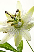 PASSIFLORA CAERULEA -WHITE