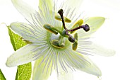 PASSIFLORA CAERULEA -WHITE