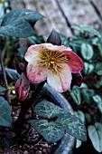 HELLEBORUS ERICSMITHII WINTER MOONBEAM