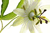 PASSIFLORA CAERULEA -WHITE