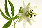 PASSIFLORA CAERULEA -WHITE