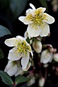 HELLEBORUS X NIGERCORS HONEYHILL JOY