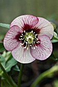 HELLEBORUS X HYBRIDUS CHERRY BLOSSOM