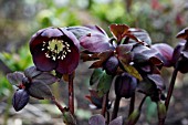 HELLEBORUS X HYBRIDUS RED