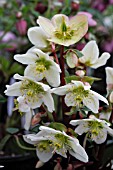 HELLEBORUS X NIGERCORS HONEYHILL JOY