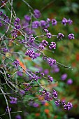 CALLICARPA BODINIERI