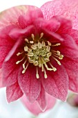 HELLEBORUS X HYBRIDUS DOUBLE PINK