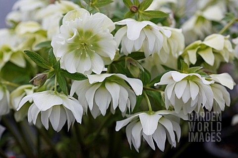 HELLEBORUS_X_HYB_DOUBLE_WHITE_SPARKLING_DIAMOND