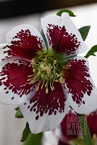 HELLEBORUS_X_HYBRIDUS_BICOLOR_PAINTED