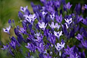 TRITELEIA LAXA QUEEN FABIOLA