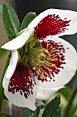 HELLEBORUS X HYBRIDUS BICOLOR PAINTED