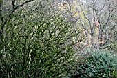 FOTHERGILLA MAJOR