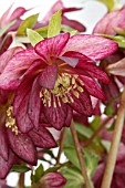 HELLEBORUS X HYB. DOUBLE RED BERRY SWIRL