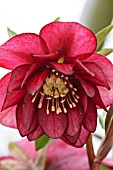 HELLEBORUS X HYB. DOUBLE RED BERRY SWIRL