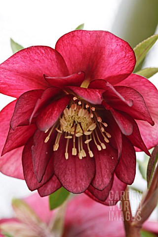 HELLEBORUS_X_HYB_DOUBLE_RED_BERRY_SWIRL