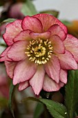 HELLEBORUS X HYB. DOUBLE PINK AMBER GEM