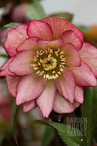 HELLEBORUS_X_HYB_DOUBLE_PINK_AMBER_GEM