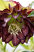 HELLEBORUS X HYB. DOUBLE GREEN JADE TIGER