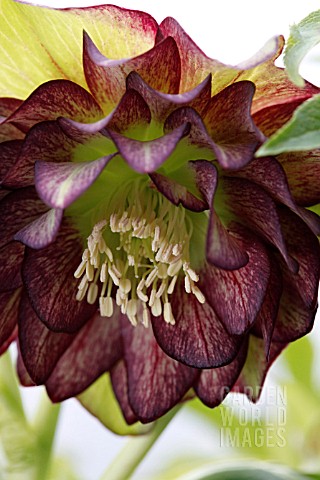 HELLEBORUS_X_HYB_DOUBLE_GREEN_JADE_TIGER