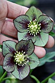 HELLEBORUS X HYB. SINGLE GREEN JADE STAR