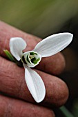 GALANTHUS ELWESII