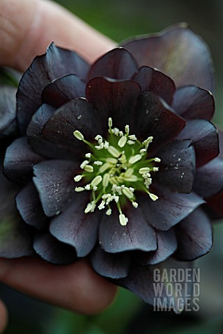 HELLEBORUS_X_HYBRIDUS_ONYX_ODYSSEY