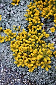 SEDUM SPATHULIFOLIUM SSP. PRUINOSUM CARNEA