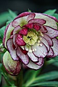 HELLEBORUS X HYB. DOUBLE RED PEPPERMINT ICE